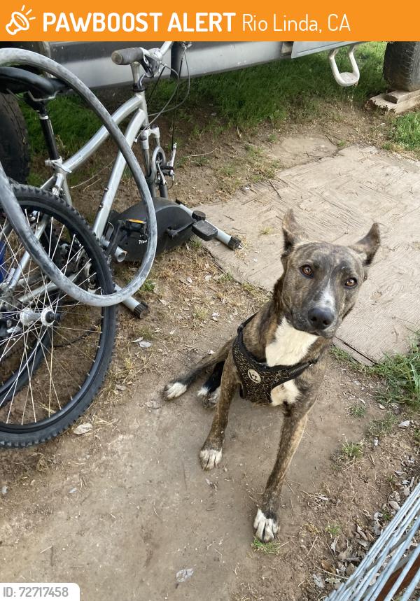 Found/Stray Female Dog last seen 24th St and Q St, Rio Linda, CA 95673