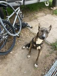 Found/Stray Female Dog last seen 24th St and Q St, Rio Linda, CA 95673