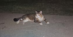 Found/Stray Unknown Cat last seen West 42nd Street & South Sertoma Avenue , Sioux Falls, SD 57106