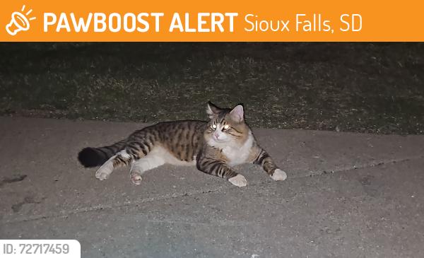 Found/Stray Unknown Cat last seen West 42nd Street & South Sertoma Avenue , Sioux Falls, SD 57106