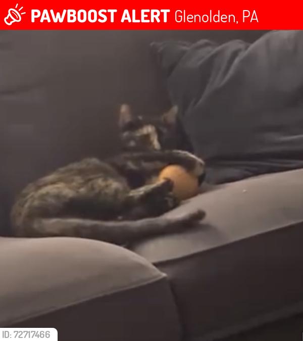 Lost Female Cat last seen Ashland ave, Glenolden, PA 19036