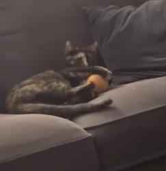 Lost Female Cat last seen Ashland ave, Glenolden, PA 19036