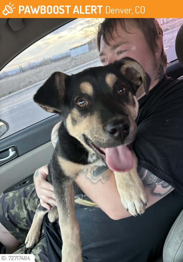 Found/Stray Male Dog last seen Between mt Zion church and adventure middle school playground, Denver, CO 80221