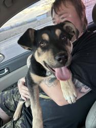 Found/Stray Male Dog last seen Between mt Zion church and adventure middle school playground, Denver, CO 80221