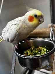 Lost Female Bird last seen Argonne and Wellesley , Spokane, WA 99206