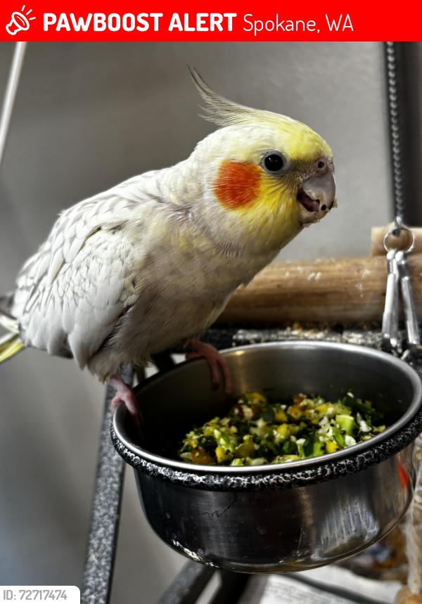 Lost Female Bird last seen Argonne and Wellesley , Spokane, WA 99206