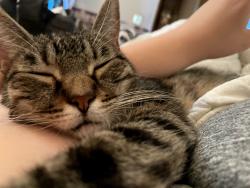 Lost Female Cat last seen Brian and 5th st w, Lehigh Acres, FL 33971