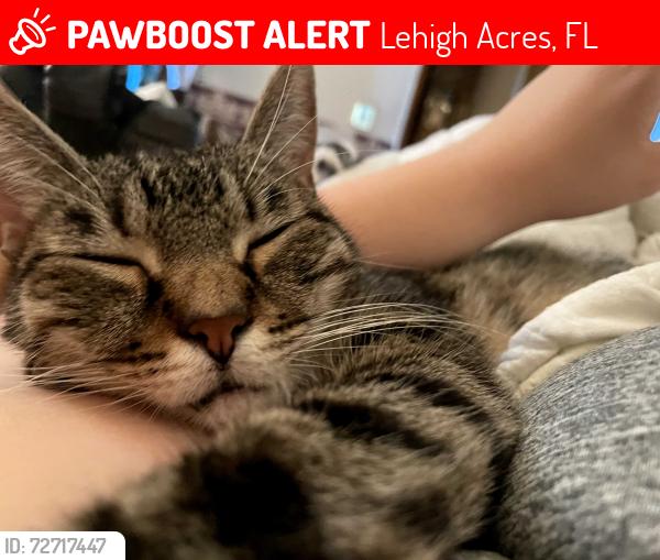 Lost Female Cat last seen Brian and 5th st w, Lehigh Acres, FL 33971