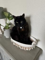 Lost Female Cat last seen Cedar and Herndon, Fresno, CA 93710