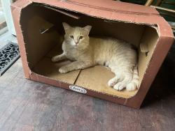 Lost Male Cat last seen Cavanaugh , Lansing, MI 48910