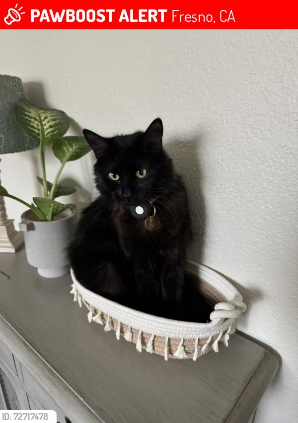 Lost Female Cat last seen Cedar and Herndon, Fresno, CA 93710