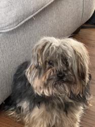 Found/Stray Male Dog last seen Prescott/Highland, Memphis, TN 38111