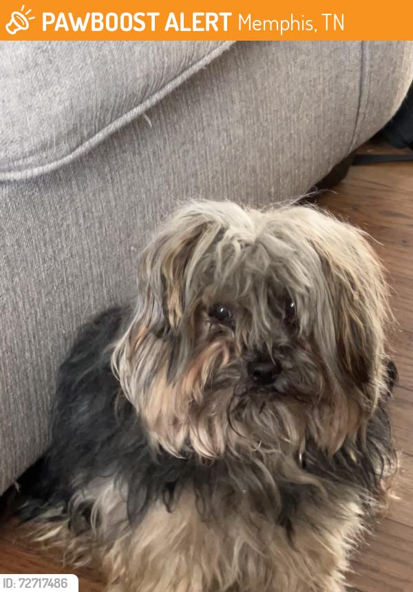 Found/Stray Male Dog last seen Prescott/Highland, Memphis, TN 38111
