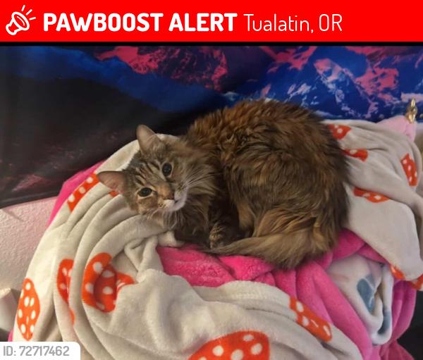 Lost Female Cat last seen Around Tanoak Ln, near Tualatin Meadows apmts, Tualatin, OR 97062