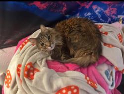 Lost Female Cat last seen Around Tanoak Ln, near Tualatin Meadows apmts, Tualatin, OR 97062