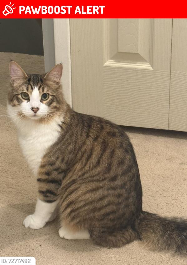 Lost Male Cat last seen Warren and sheldon, Canton Township, MI 48187