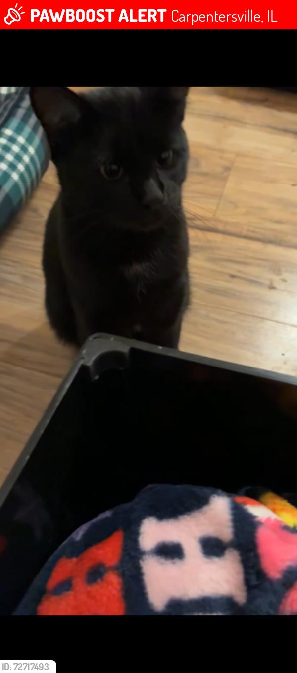 Lost Male Cat last seen Carpentersville Illinois , Carpentersville, IL 60110