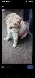 Lost Male Dog last seen Creditview and Britannia , Mississauga, ON L5V 1N4