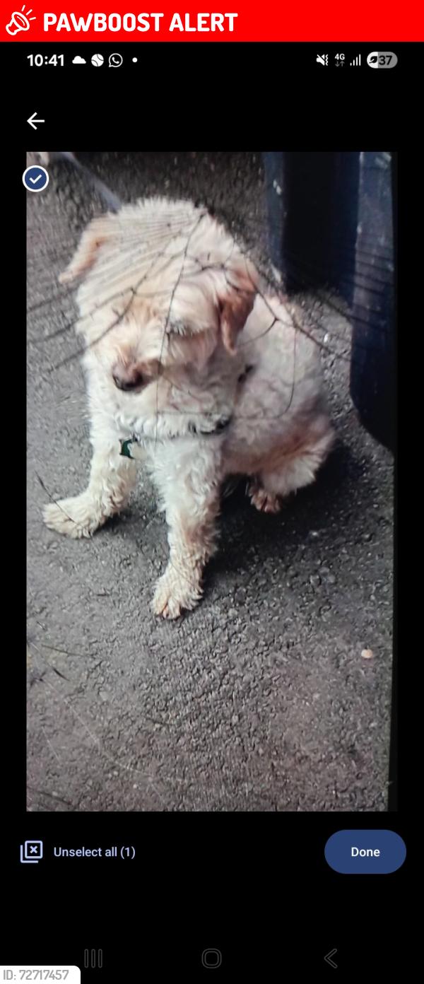 Lost Male Dog last seen Creditview and Britannia , Mississauga, ON L5V 1N4