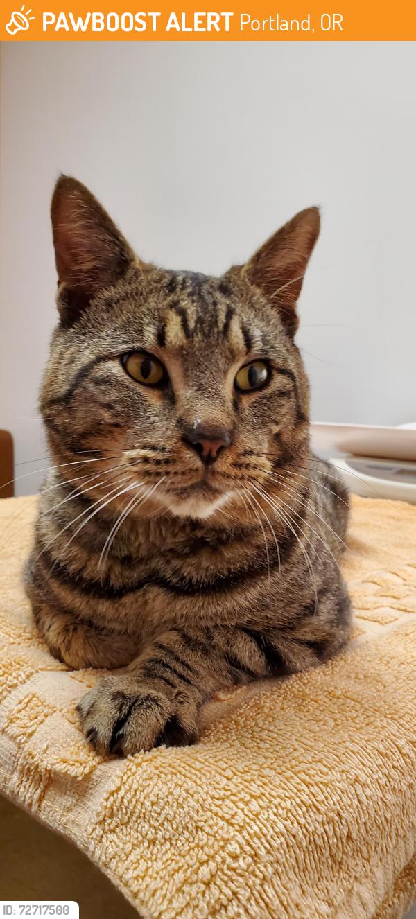 Found/Stray Male Cat last seen 111th dr and fargo St portland, Portland, OR 97220