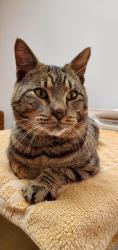 Found/Stray Male Cat last seen 111th dr and fargo St portland, Portland, OR 97220