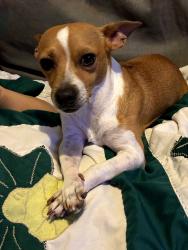 Lost Male Dog last seen S.Zarzamora, San Antonio, TX 78224