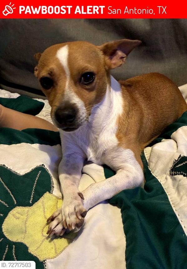 Lost Male Dog last seen S.Zarzamora, San Antonio, TX 78224