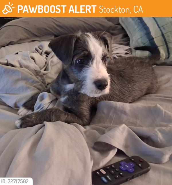 Found/Stray Female Dog last seen Marina market, Stockton, CA 95219