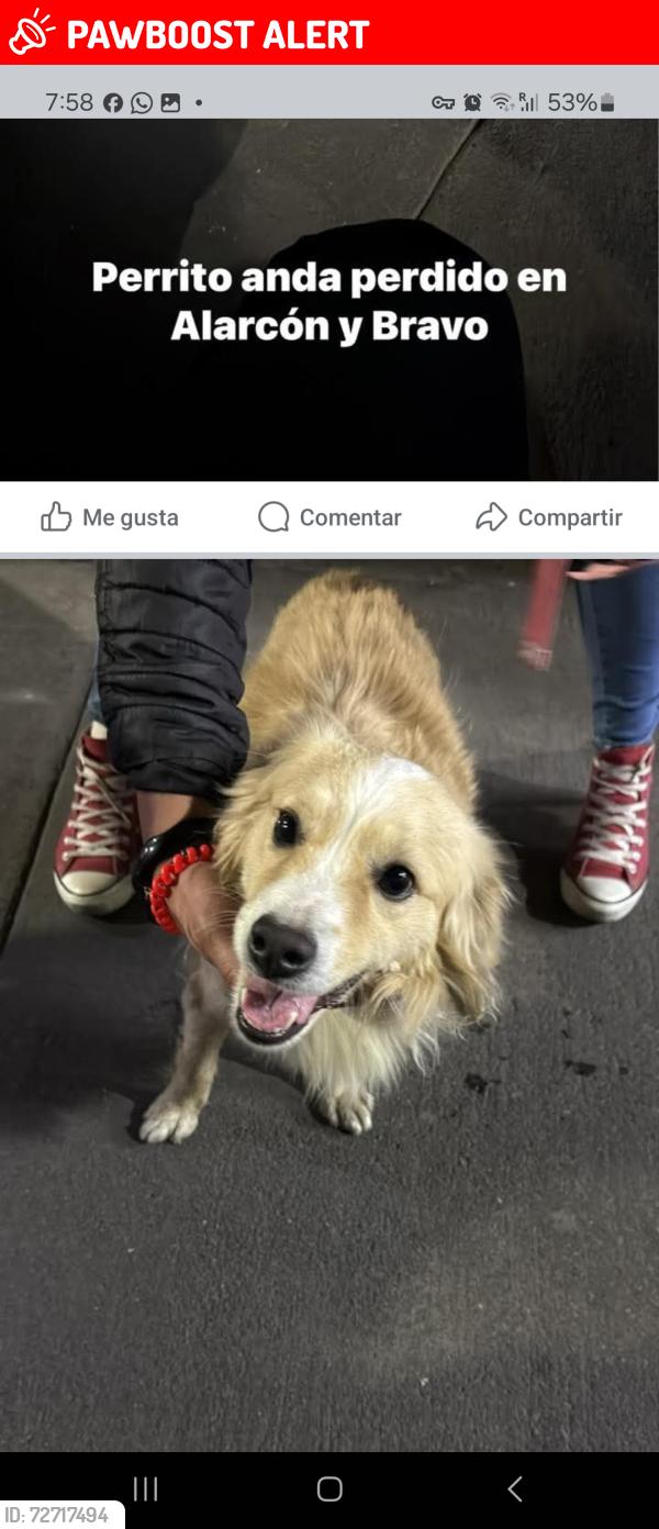 Lost Male Dog last seen Lo vieron en calle de alarcon y bravo la última vez, Ciudad de México, CDMX 06060