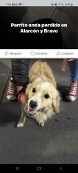 Lost Male Dog last seen Lo vieron en calle de alarcon y bravo la última vez, Ciudad de México, CDMX 06060