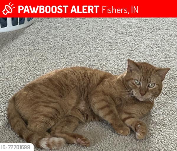 Lost Female Cat last seen Woodberry Addition. Cumberland Road and 146th street, Fishers, IN 46038