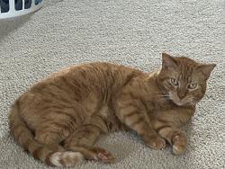 Lost Female Cat last seen Woodberry Addition. Cumberland Road and 146th street, Fishers, IN 46038