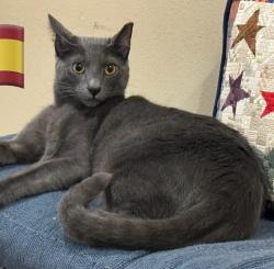 Lost Male Cat last seen Crown park neighborhood , Mukilteo, WA 98275
