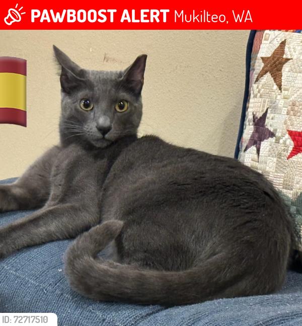 Lost Male Cat last seen Crown park neighborhood , Mukilteo, WA 98275