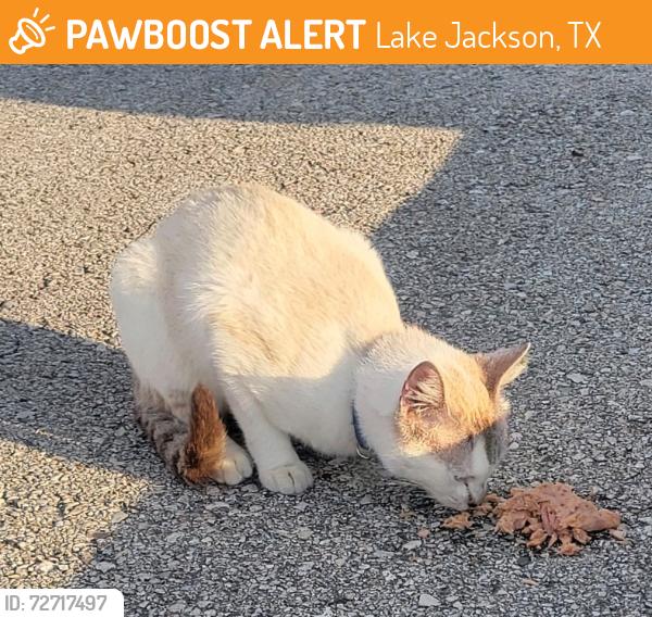 Found/Stray Male Cat last seen Woodspring Suites Lake Jackson , Lake Jackson, TX 77566