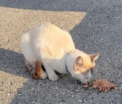 Found/Stray Male Cat last seen Woodspring Suites Lake Jackson , Lake Jackson, TX 77566