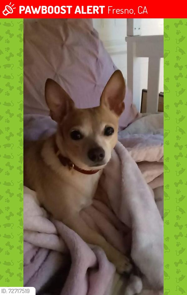 Lost Male Dog last seen Cedar and dakota, Fresno, CA 93726