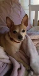 Lost Male Dog last seen Cedar and dakota, Fresno, CA 93726