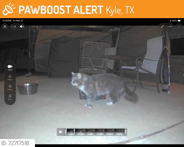 Found/Stray Unknown Cat last seen Kristen drive, Kyle, TX 78640