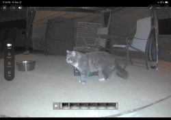 Found/Stray Unknown Cat last seen Kristen drive, Kyle, TX 78640
