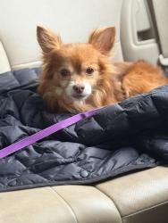 Found/Stray Unknown Dog last seen NE 11th and Alberta, Portland, OR 97211