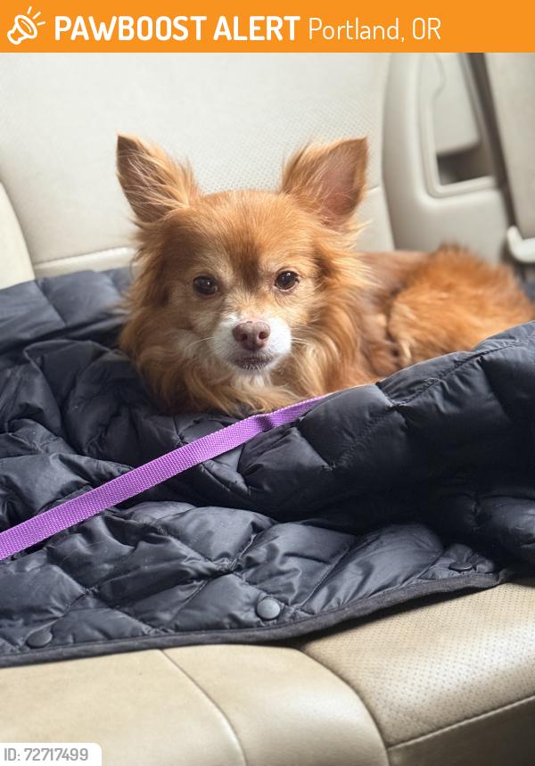 Found/Stray Unknown Dog last seen NE 11th and Alberta, Portland, OR 97211