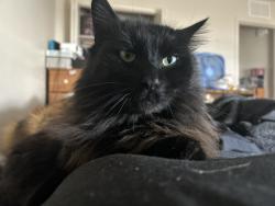 Lost Male Cat last seen Eagle road and fairview, Meridian, ID 83642