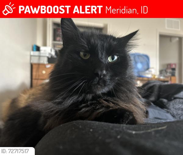 Lost Male Cat last seen Eagle road and fairview, Meridian, ID 83642
