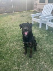 Found/Stray Male Dog last seen St. Patrick Catholic Church, Denison, TX 75020