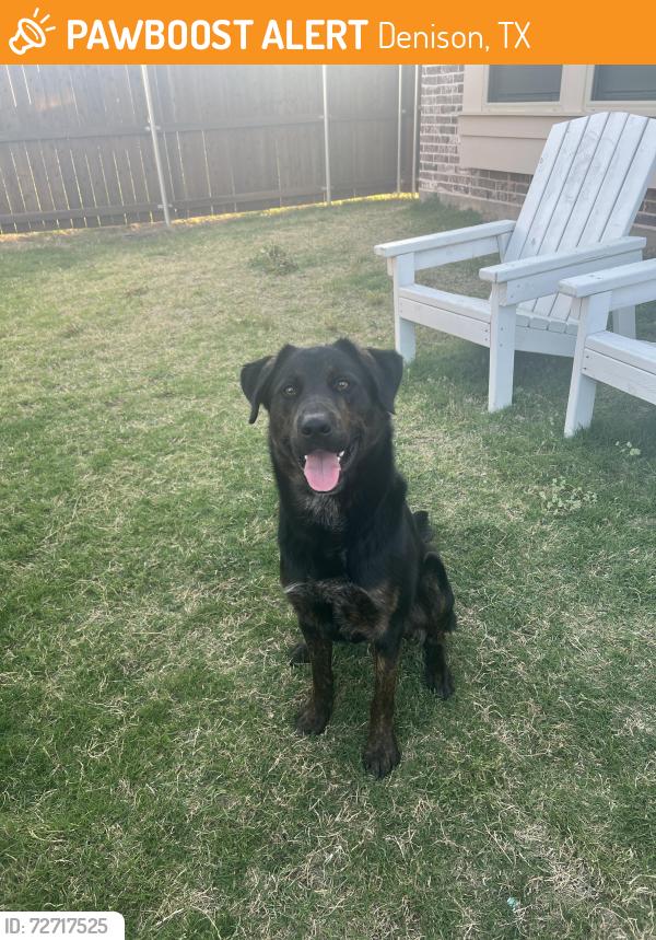 Found/Stray Male Dog last seen St. Patrick Catholic Church, Denison, TX 75020