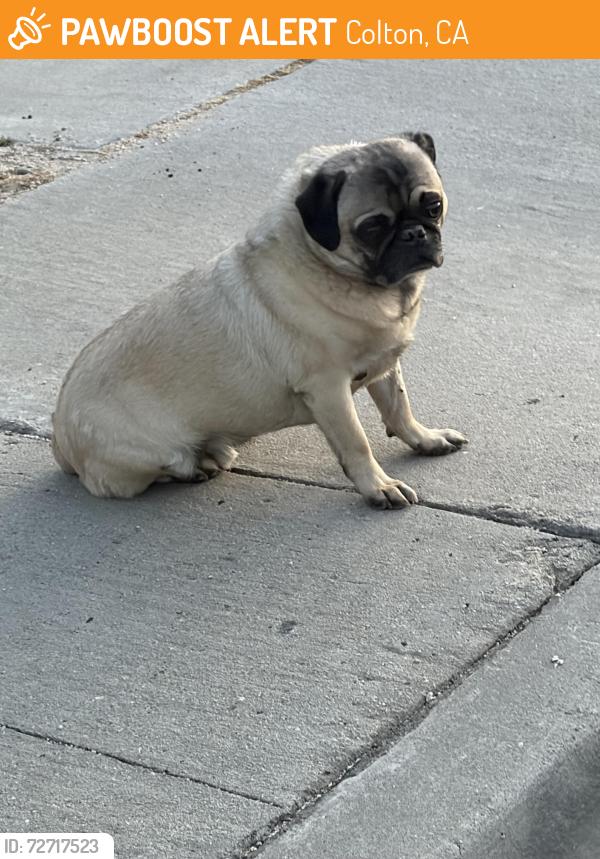 Found/Stray Male Dog last seen Eucalyptus st, Colton, CA 92324