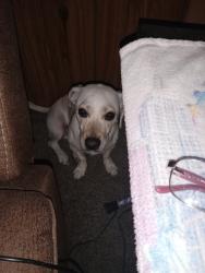 Found/Stray Male Dog last seen Sahara and lamb, Las Vegas, NV 89121