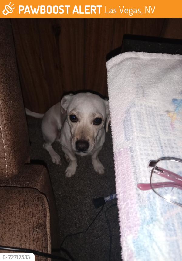 Found/Stray Male Dog last seen Sahara and lamb, Las Vegas, NV 89121