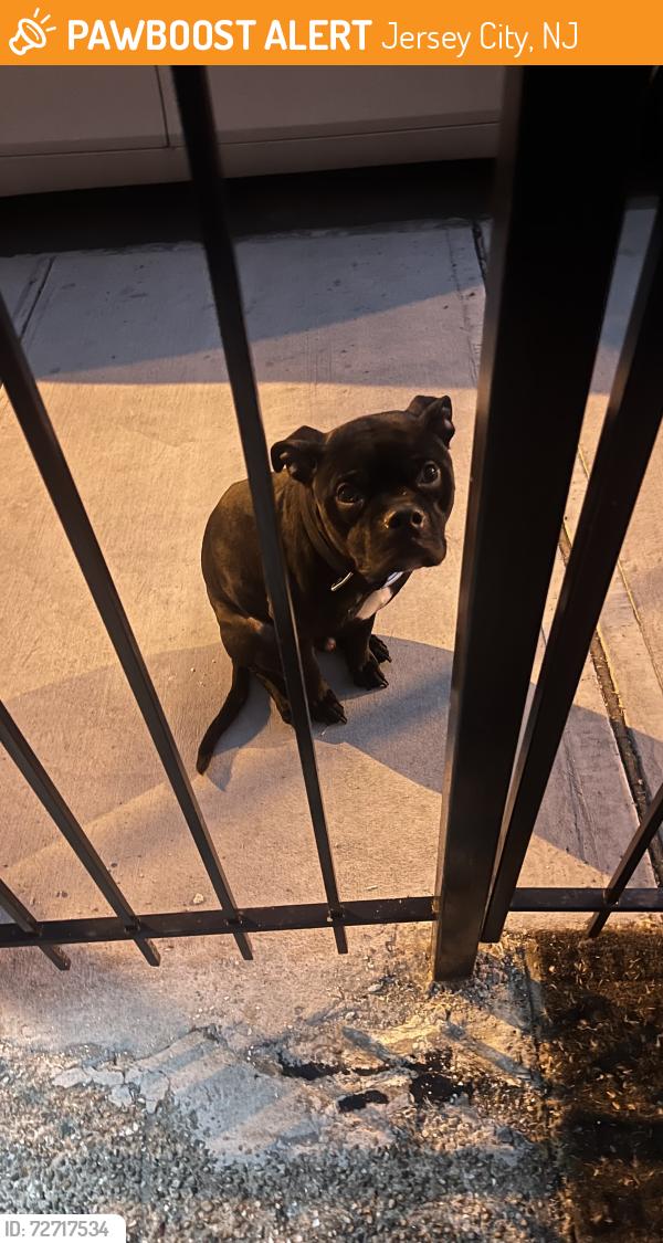 Found/Stray Unknown Dog last seen West side Ave and Audubon, Jersey City, NJ 07302